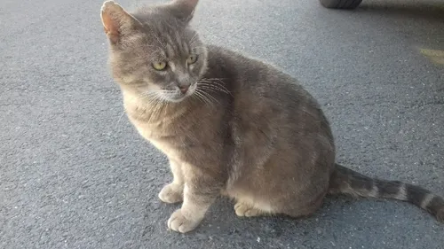 La LISA organise ce week-end une journée d'adoption chat